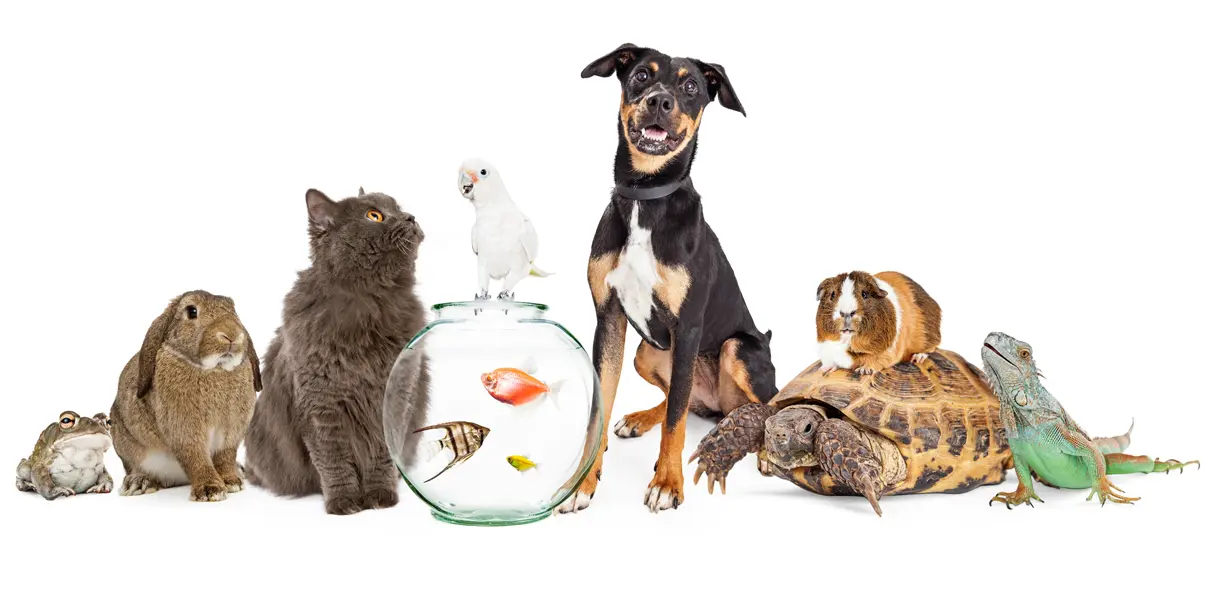 animaux flat design
