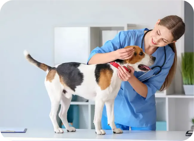 Veterinaire et chien